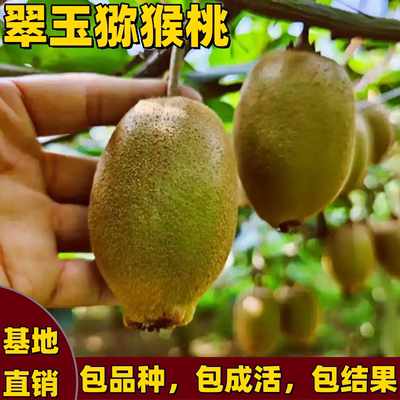 翠玉猕猴桃嫁接大果当南北方抗寒