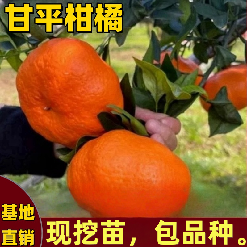 甘平柑橘苗南北方庭院嫁接桔子树苗爱媛34号橘子矮化特大当年结果