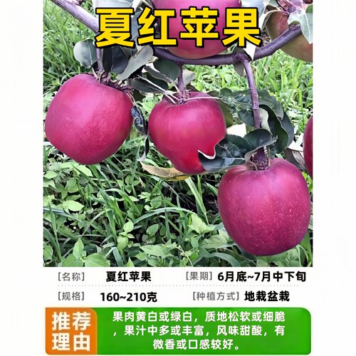 夏红苹果树苗早熟南北方庭院地栽