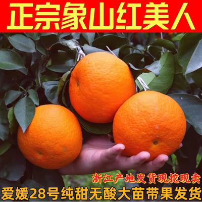 红美人橘子苗柑橘果树苗香甜多汁