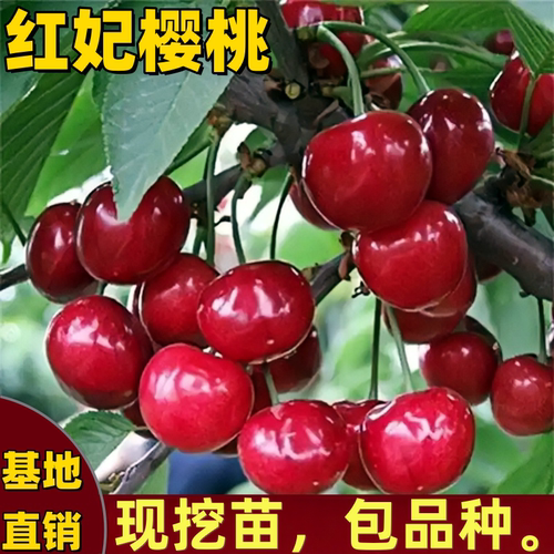 红妃樱桃树苗南北方庭院嫁接矮化