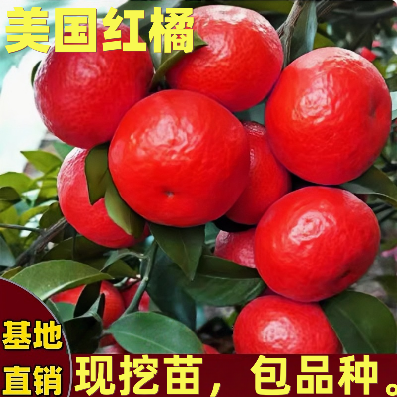 美国红橘苗庭院地栽盆栽红桔子树苗无籽世纪红皮橘子树苗当年结果