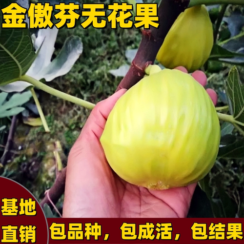 金傲芬无花果树苗矮化大果南北方