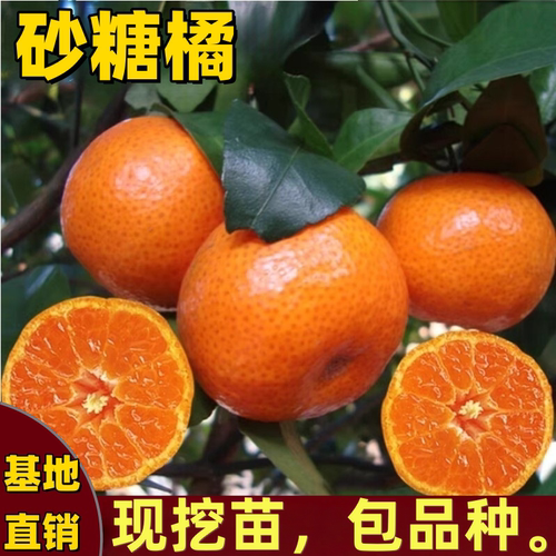 砂糖橘树苗带土球高产沙糖橘皮薄