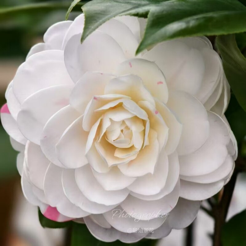 特白乔伊2024山茶花稀有名贵品种花卉盆栽树苗室内外花园植物带苞