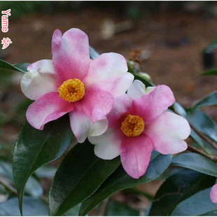 Yume梦(Dream)日本引进品种茶梅稀有名贵阳台庭院绿植带香味包邮