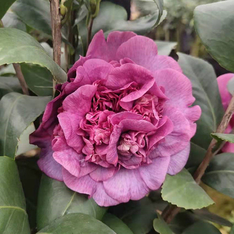 埃及艳后马卡拉斯茶花苗盆栽室内花卉嫁接茶花基地实拍