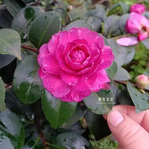 2024新品紫新品紫红色茶梅品种带香味带花苞好养活植物带香味
