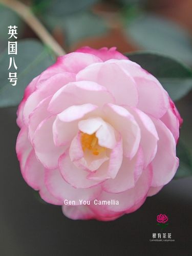 经典英国八号茶梅山茶花盆栽绿植
