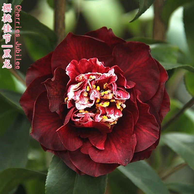 黑龙也叫樱桃节嫁接苗黑红色名贵稀有茶花绿植花卉基地包邮