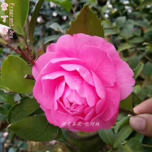 紫丁香 台湾引进品种苗六年苗带花苞庭院阳台花卉