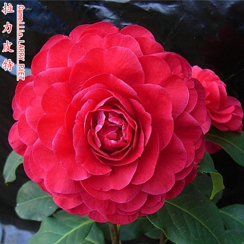云南茶花云杂 拉丽皮特台湾名西楚霸王 扦插三年壮苗无分枝巨型花