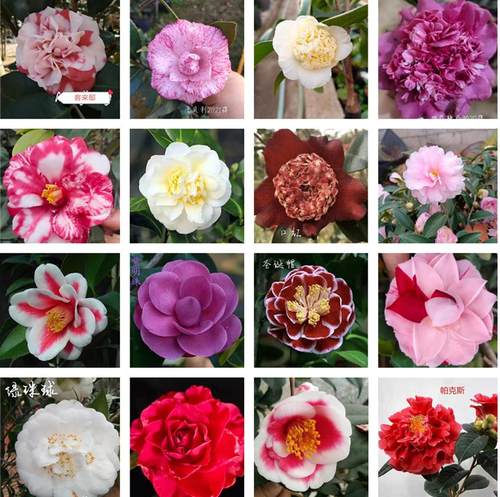 二年盆栽日本进口茶花