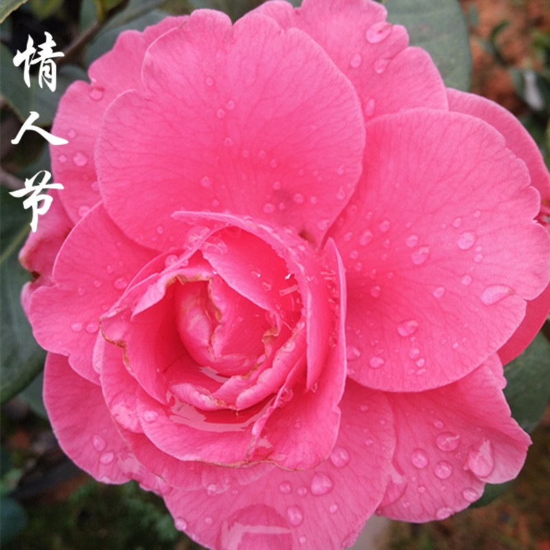 情人节国内外名贵茶花红色玫瑰花型苞阳台绿植热销盆栽花卉带花苞