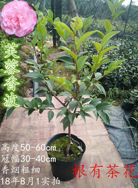 芙蓉香波凯特茶花阳台茶花盆栽