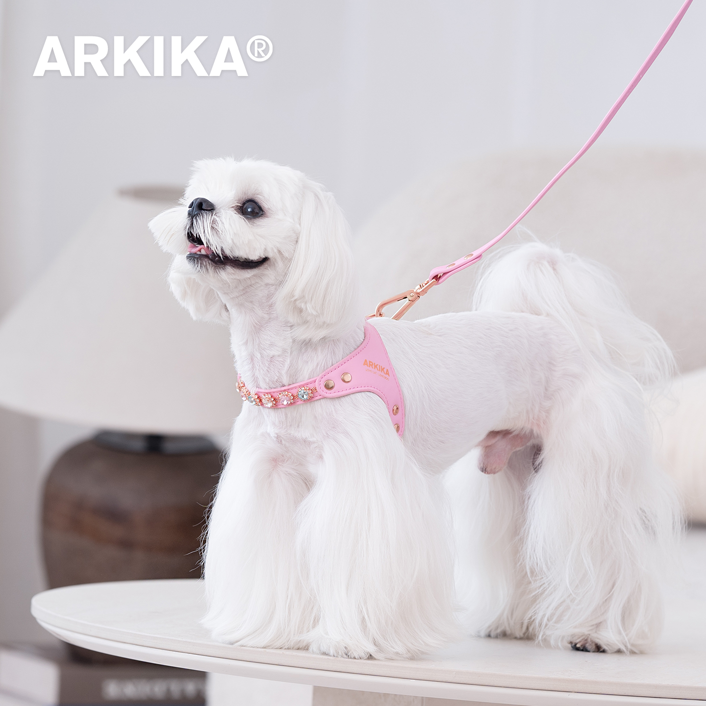 小型犬狗狗牵引绳糯米