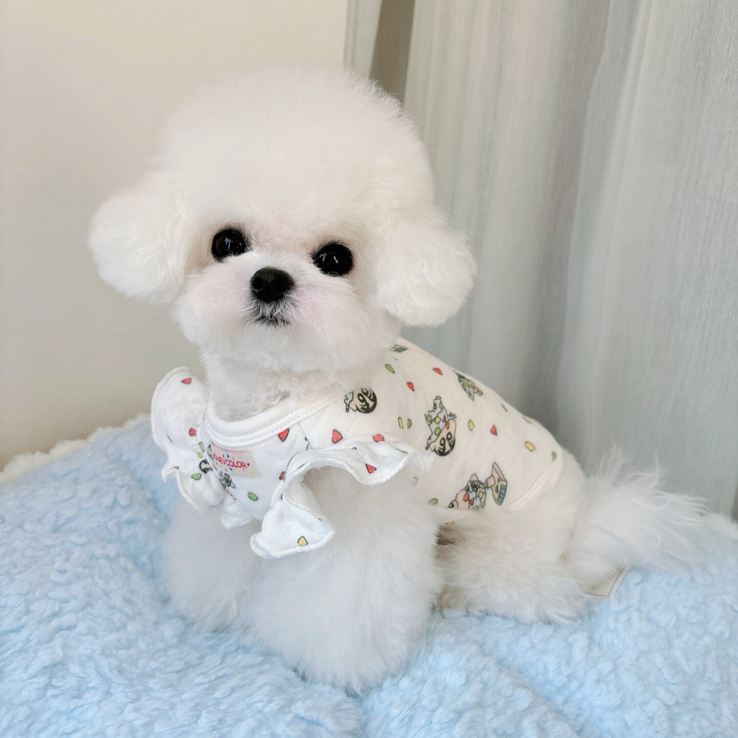 加绒加厚飞袖背心宠物猫狗衣服棉花绒纯棉泰迪比熊马尔济斯奶狗服