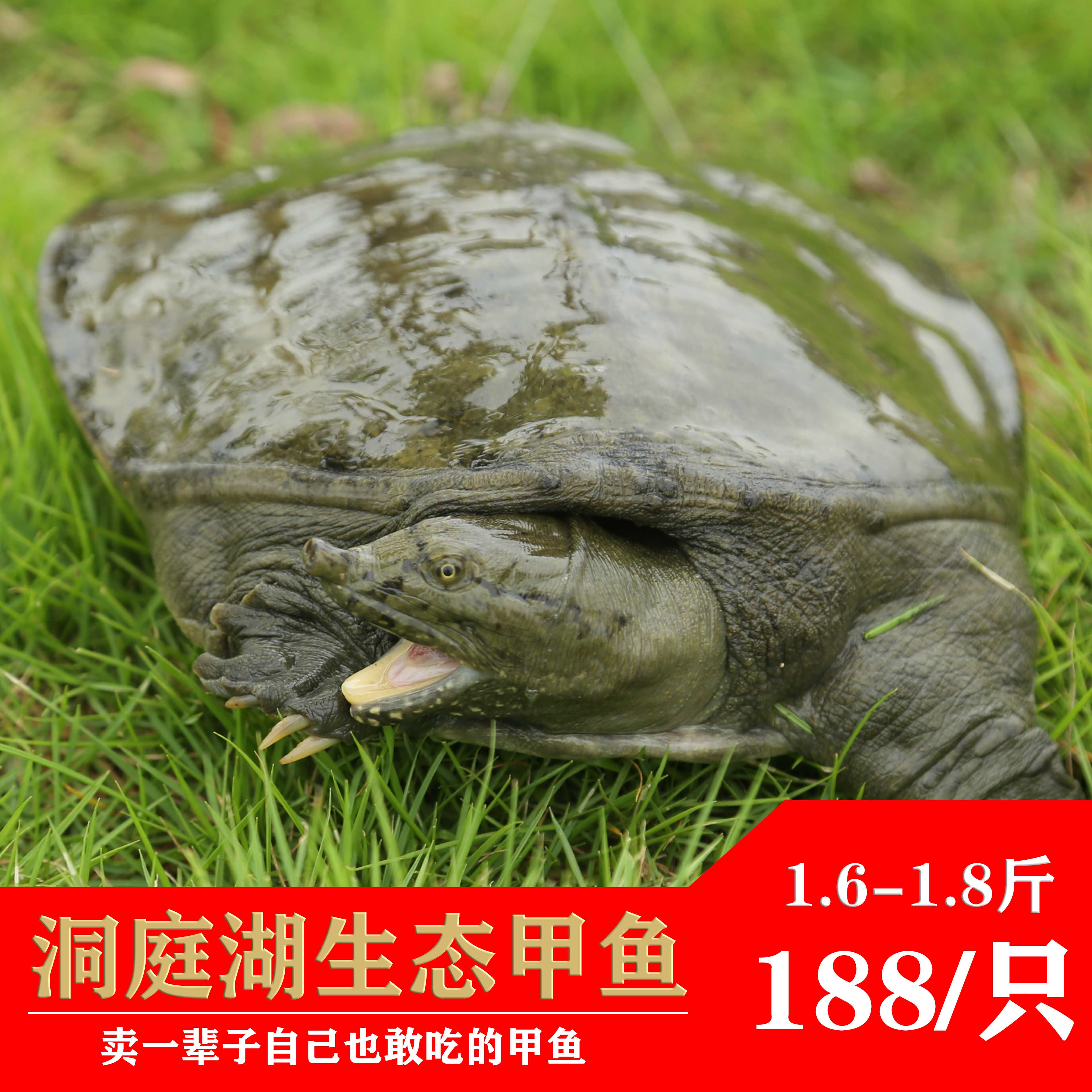 洞庭湖甲鱼4年自然生长1.6-1.8斤生态中华鳖鲜活水鱼老鳖顺丰包邮