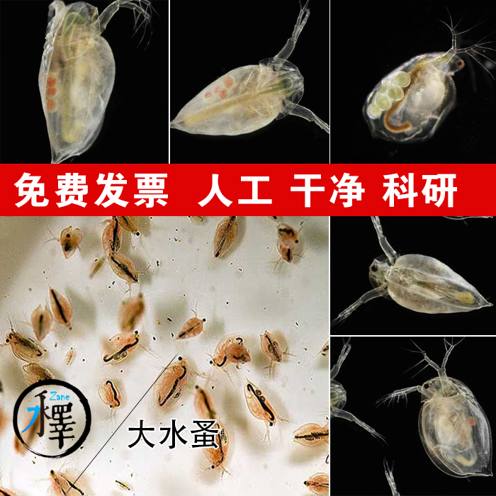 水蚤活体心跳实验人工干净圆大型水蚤鱼虫蹦蹦虫养殖开口饲料洄水