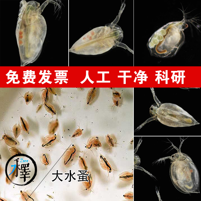 水蚤活体心跳实验人工干净饲料