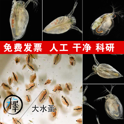 水蚤活体心跳实验人工干净饲料