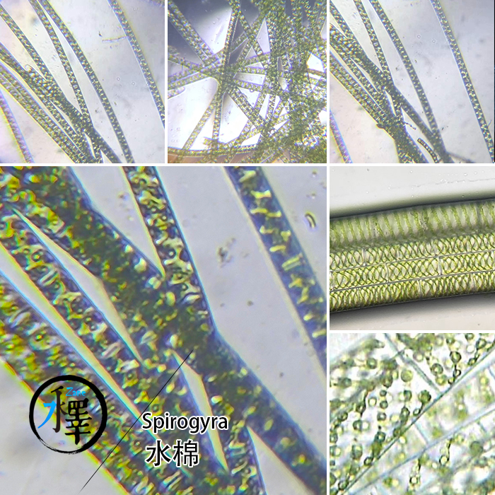 水棉水绵藻双星丝藻鱼苗开口饲料实验教学观察石衣水衣Spirogyra