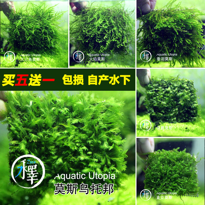 莫斯 珊瑚 大三角 水晶 莫斯树淡水植物草缸造景网片真水草
