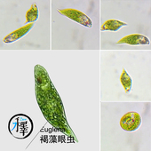 绿虫藻 活体 科研学生实验 裸藻 包邮 眼虫藻 Euglena 100ml 绿眼虫