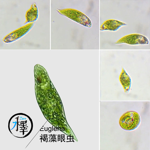 裸藻 绿眼虫 眼虫藻 绿虫藻 活体 科研学生实验 Euglena包邮100ml