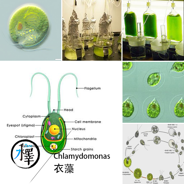 衣藻莱茵衣藻鱼苗开口饲料实验教学Chlamydomonas reintmrdtii