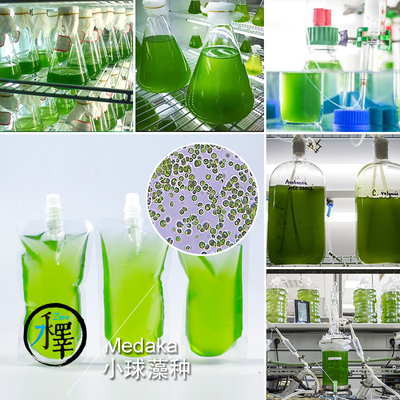 干净鱼苗开口藻类观察养殖净化