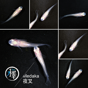 观赏鱼冷水鱼发财鱼风水鱼原生鱼迷你锦鲤观背青鳉锦鳉-夜叉