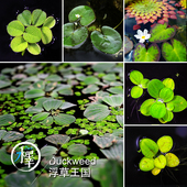 浮萍肚兜愧叶圆心浮萍香蕉草藻球迷你莲花水培庭院28 缸养水草 包邮
