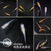 包邮 小型冷水观赏鱼风水鱼锦鲤观背青鳉锦鳉魔法鱼懒人鱼特价 区