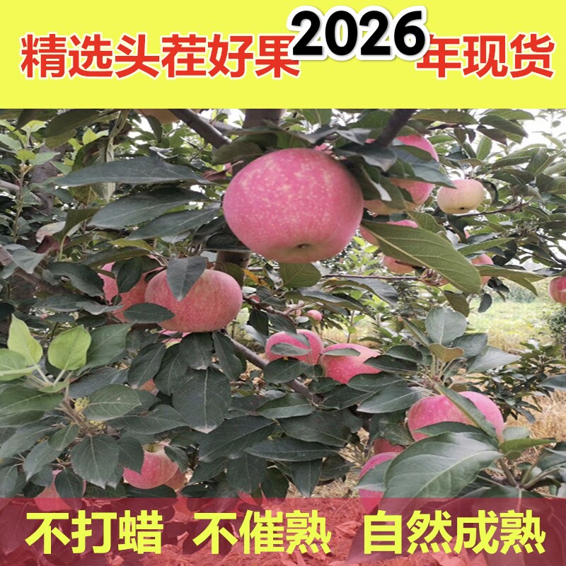 2026年山西中秋王苹果现摘现发