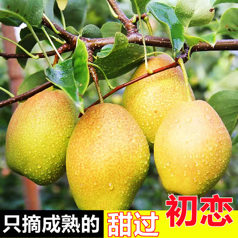 山西临猗玉露香梨酥梨红香酥香梨