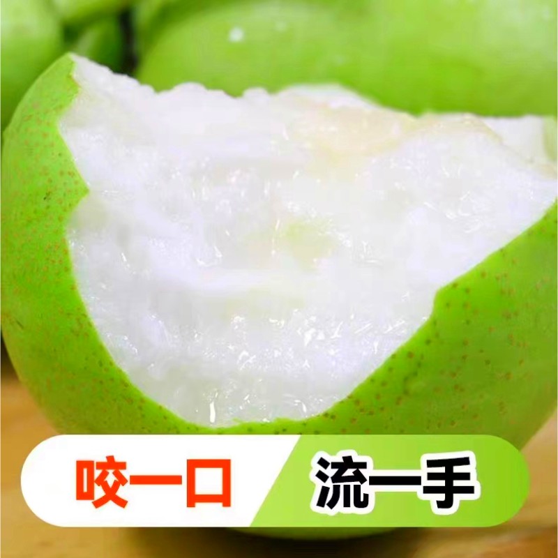 山西运城头茬早酥梨现货应季青皮梨新鲜水果好吃脆甜爆汁现摘香梨