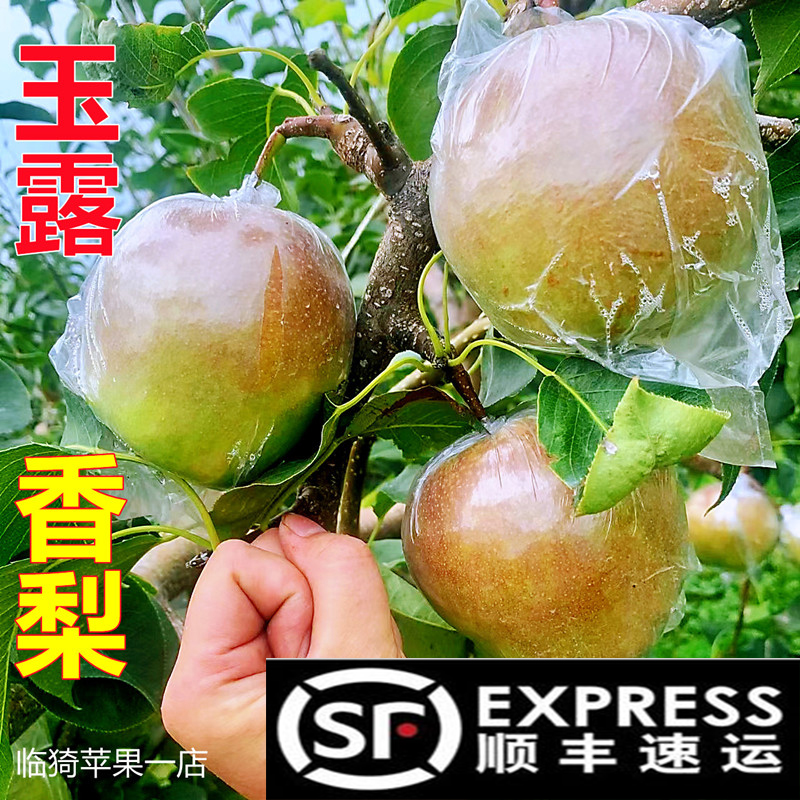玉露香梨山西隰县一级大果蜜梨