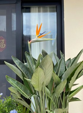 鹤望兰开花天堂鸟绿植