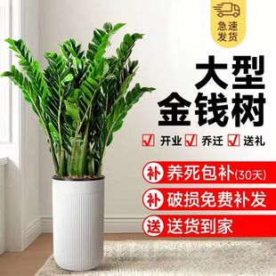 金钱树盆栽植物室内招财钱串子四季常青办公室客厅开业乔迁发财树