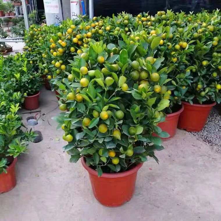 四季金桔盆栽带果可食用