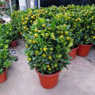 四季金桔盆栽带果可食用室内脆皮金桔苗客厅绿植阳台植物四季观赏