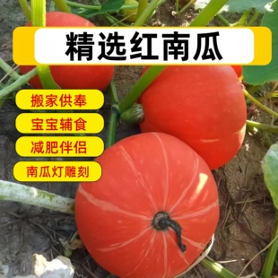 新鲜红皮南瓜低糖金瓜宝宝辅食倭瓜老南瓜万圣节南瓜灯感恩节搬家