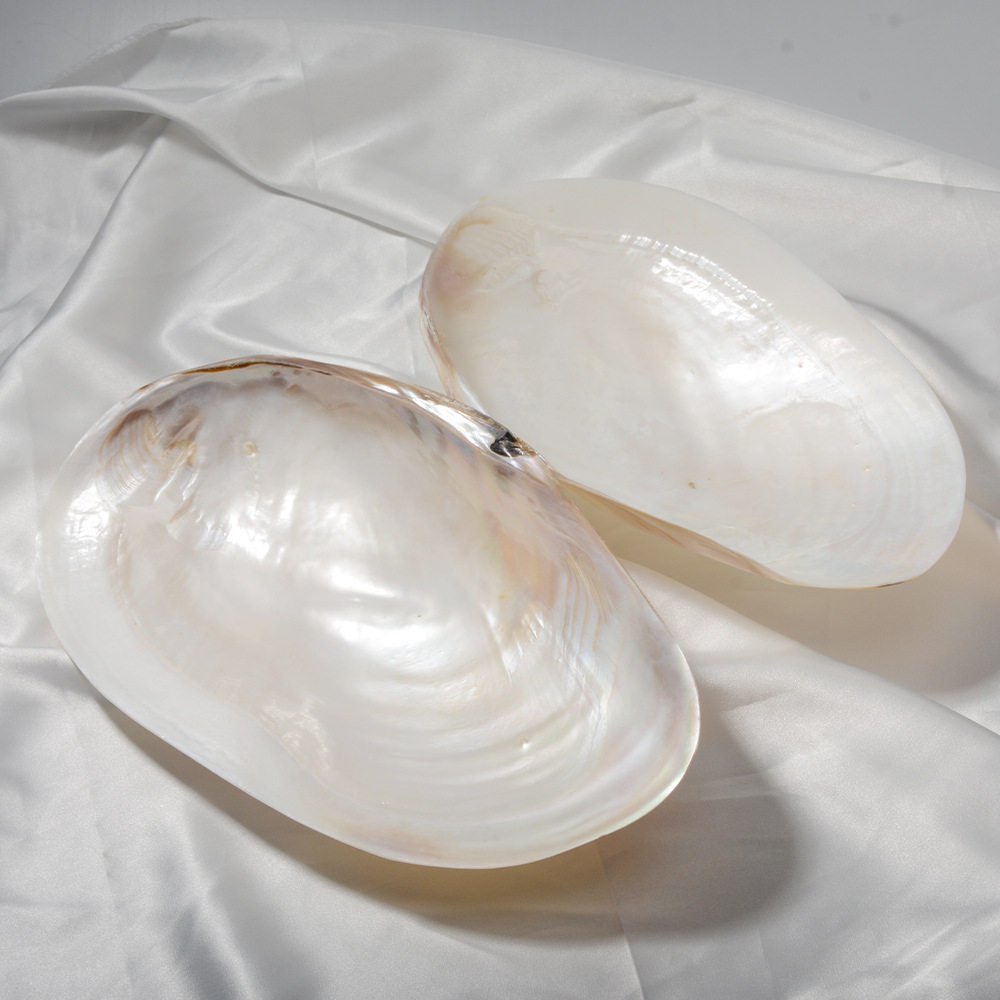 30cm炫彩超大珍珠蚌壳单片贝壳果盘珍珠贝贝壳餐具鱼缸水族造景