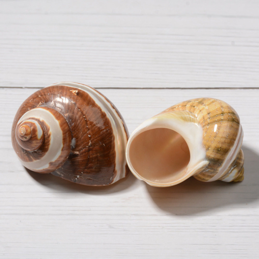 海螺壳条纹猫眼蝾螺寄居蟹替换壳轨道猫眼螺鱼箱造景贝壳装饰