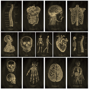 饰画背景 海报复古牛皮纸墙壁贴纸宿舍酒吧装 人体医学结构图鉴