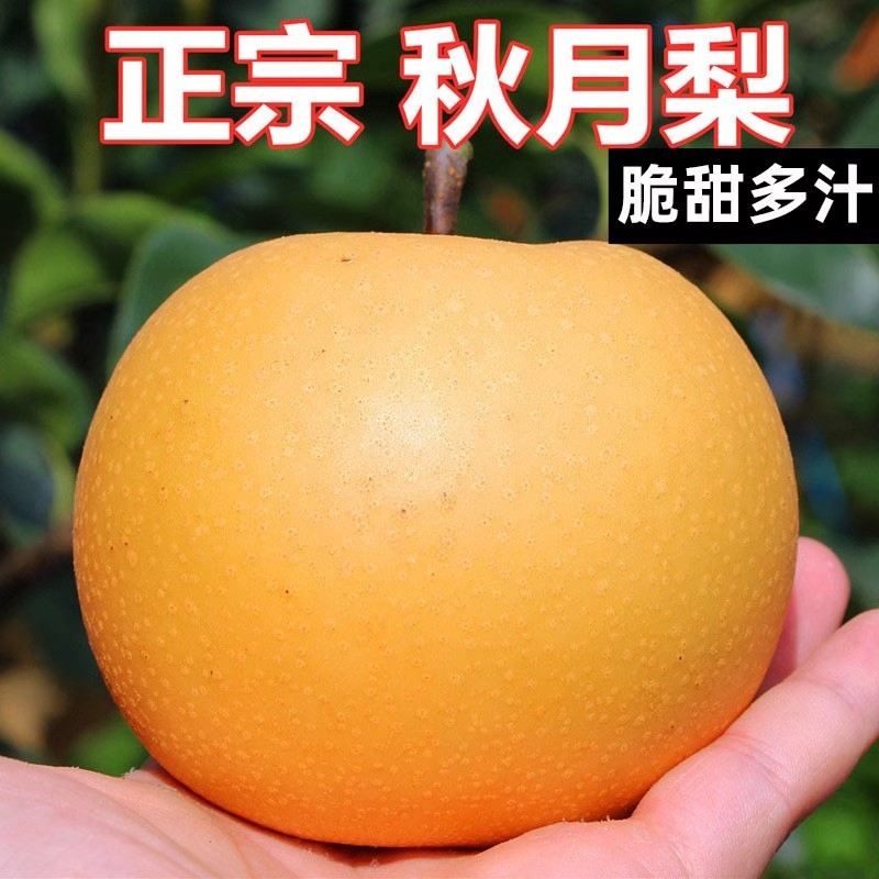 大叔臻选 烟台核心产区秋月梨特大果普通箱 礼盒装 选项购买