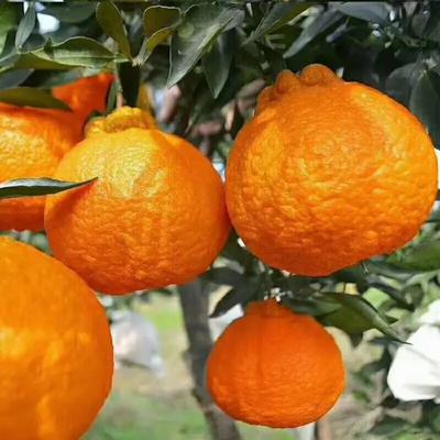 大叔臻选眉山耙耙柑大果5/8斤