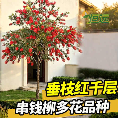 串钱柳树苗垂枝红千层绿化苗木
