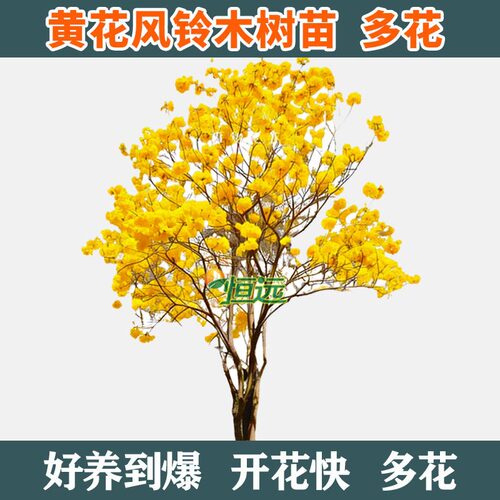 黄花风铃木树苗大树多花紫花风铃